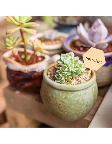 Etiquetas de Madera Hexagonales Honbay 50PCS para Jardín