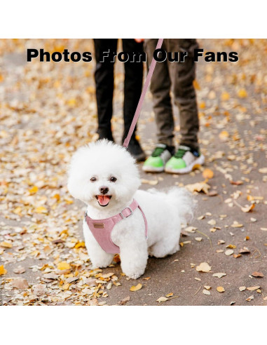 Conjunto Arnés y Correa BUMBIN Rojo para Perros Pequeños