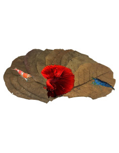 Hojas de Almendra India Catappa 10 Unidades - Taninos para Betta