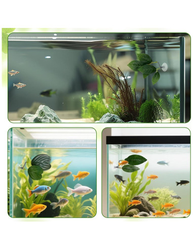 4 Hojas de Betta KALIONE - Accesorios para Acuario Verde