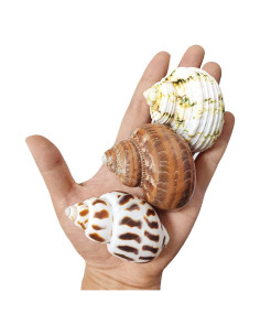 3 PCS Conchas Naturales para Cangrejo Ermitaño 2-2.7 Pulgadas