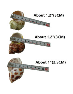 3 PCS Conchas Naturales para Cangrejo Ermitaño 2-2.7 Pulgadas 2