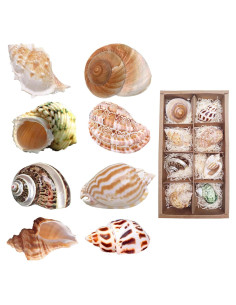 8 Conchas de Cangrejo Ermitaño SINKOO Tamaño 2.54-5.08cm