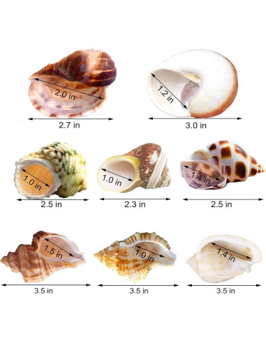8 Conchas de Cangrejo Ermitaño SINKOO Tamaño 2.54-5.08cm