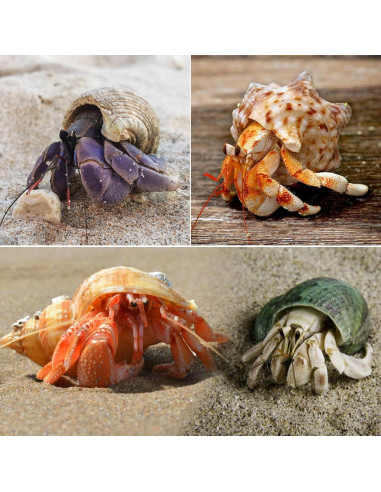 8 Conchas de Cangrejo Ermitaño SINKOO Tamaño 2.54-5.08cm