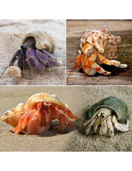 8 Conchas de Cangrejo Ermitaño SINKOO Tamaño 2.54-5.08cm