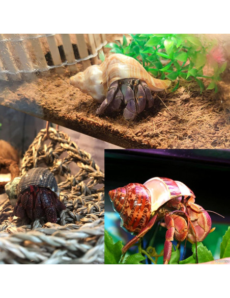 8 Conchas de Cangrejo Ermitaño SINKOO Tamaño 2.54-5.08cm