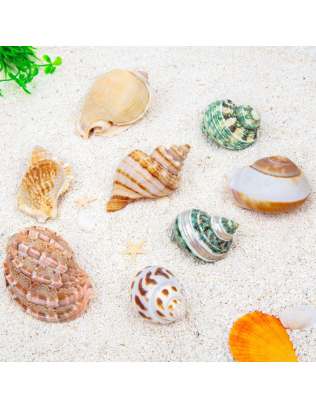 8 Conchas de Cangrejo Ermitaño SINKOO Tamaño 2.54-5.08cm