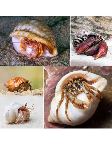 8 Conchas de Cangrejo Ermitaño SINKOO Tamaño 2.54-5.08cm