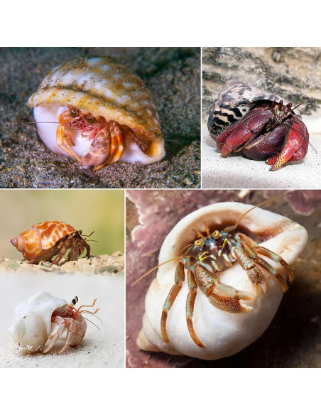 8 Conchas de Cangrejo Ermitaño SINKOO Tamaño 2.54-5.08cm