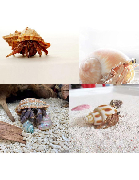 8 Conchas de Cangrejo Ermitaño SINKOO Tamaño 2.54-5.08cm