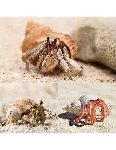 8 Conchas de Cangrejo Ermitaño SINKOO Tamaño 2.54-5.08cm