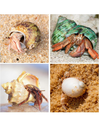 21 Conchas de Cangrejo Ermitaño Naturales 3.3cm-8.1cm WeDoSoy