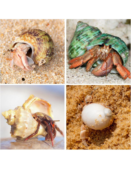 21 Conchas de Cangrejo Ermitaño Naturales 3.3cm-8.1cm WeDoSoy