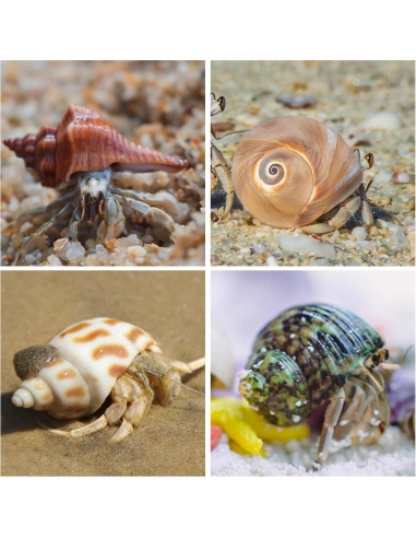 21 Conchas de Cangrejo Ermitaño Naturales 3.3cm-8.1cm WeDoSoy