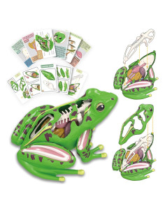 Modelo de Anatomía de Rana 4D Vision LUCKY GUESS 23 Piezas