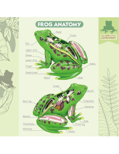 Modelo de Anatomía de Rana 4D Vision LUCKY GUESS 23 Piezas 2