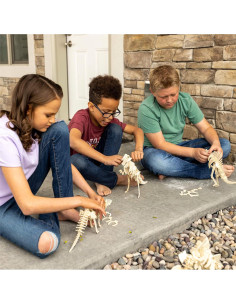 Rompecabezas 3D de Dinosaurios Hapinest - 6 Modelos de Madera 2