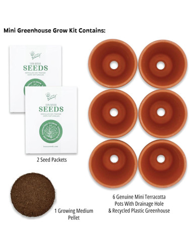 Mini Invernadero Buzzy para Cactus y Suculentas - Kit de Jardinería