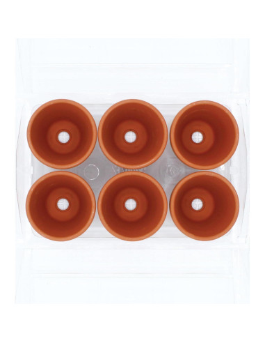 Mini Invernadero Buzzy para Cactus y Suculentas - Kit de Jardinería