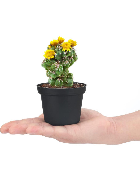 Macetas de Plástico KINGLAKE 100 Pcs 7.62 cm para Suculentas