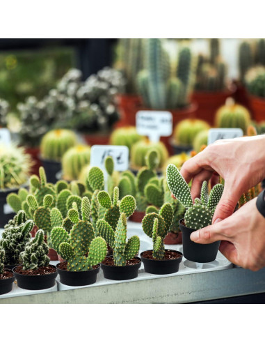 Macetas de Plástico KINGLAKE 100 Pcs 7.62 cm para Suculentas