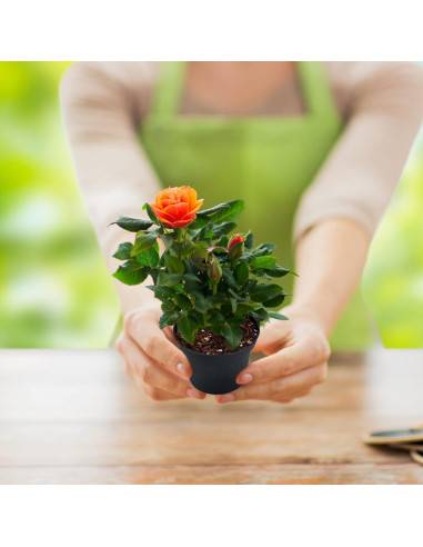 Macetas de Plástico KINGLAKE 100 Pcs 7.62 cm para Suculentas