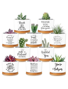 30 Macetas Suculentas Cerámica Yaomiao con Bandejas Bambú