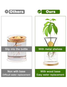 Kit de Crecimiento de Árbol de Aguacate Uprony 2PCS Jarrón Vidrio 2