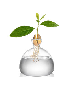 Jarrón para Semillas de Aguacate Hiceeden - Vidrio 15cm