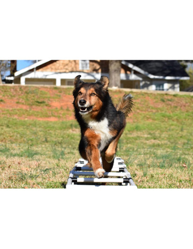 Escalera de Agilidad para Perros Mejor Sporting 274 cm