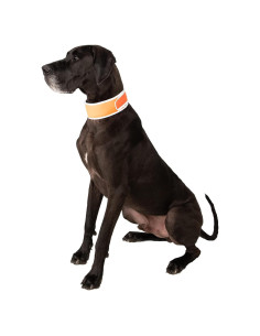 Collar Refrigerante para Perros Hi-Vis Naranja X-Grande