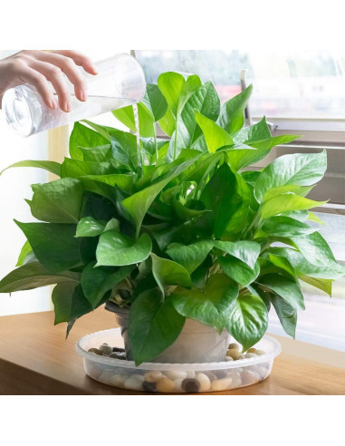 Plato para Plantas MUDEELA 30.48 cm Transparente 6 Piezas