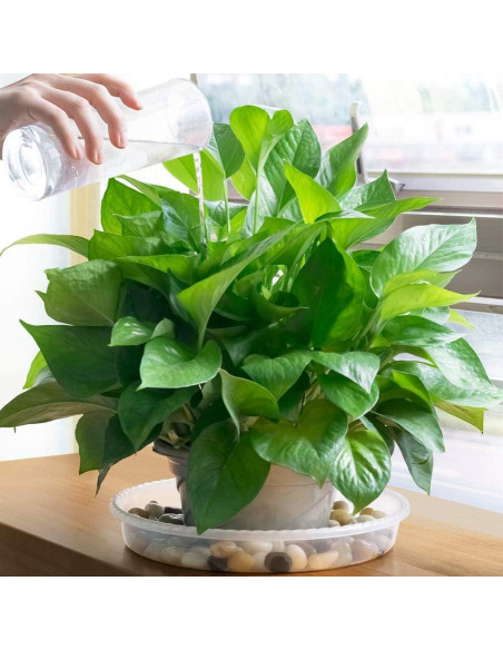 Plato para Plantas MUDEELA 30.48 cm Transparente 6 Piezas