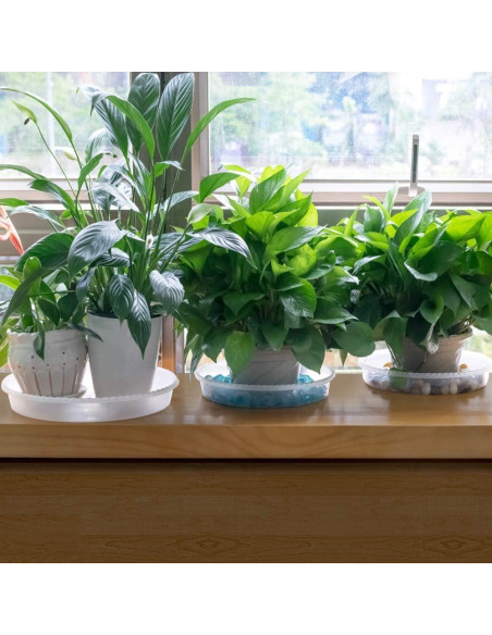 Plato para Plantas MUDEELA 30.48 cm Transparente 6 Piezas