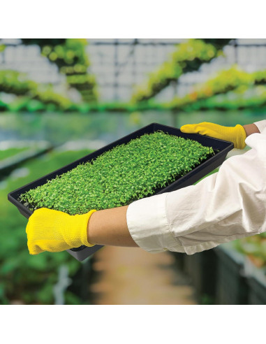 10 Bandejas de Cultivo Living Whole Foods 20x10cm Sin Drenaje