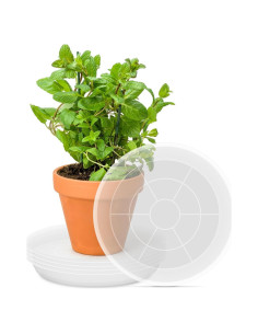 Bandeja para Maceta PACETAP 30 cm, Paquete de 5, Plástico Grueso