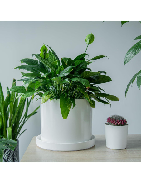 Plato de Planta Phoenix Vine 30.48 cm Blanco Mate con Drenaje