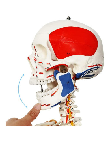 Modelo de Esqueleto Humano 2025 NUEVO HORIZONTE 180 cm