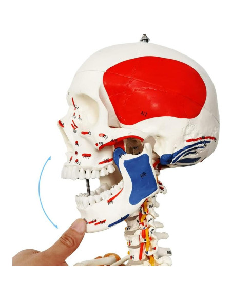 Modelo de Esqueleto Humano 2025 NUEVO HORIZONTE 180 cm