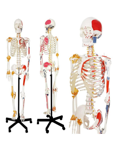 Modelo de Esqueleto Humano 2025 NUEVO HORIZONTE 180 cm