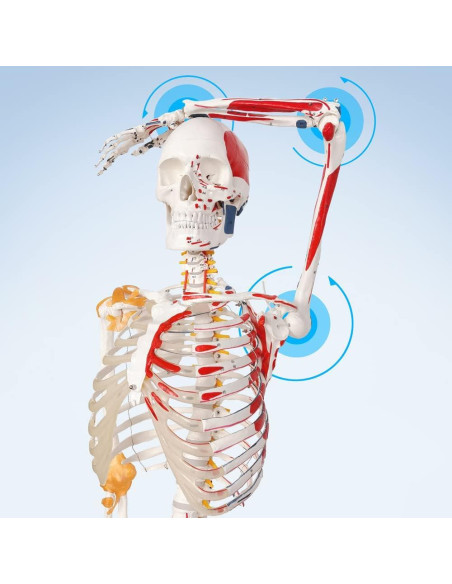 Modelo de Esqueleto Humano 2025 NUEVO HORIZONTE 180 cm