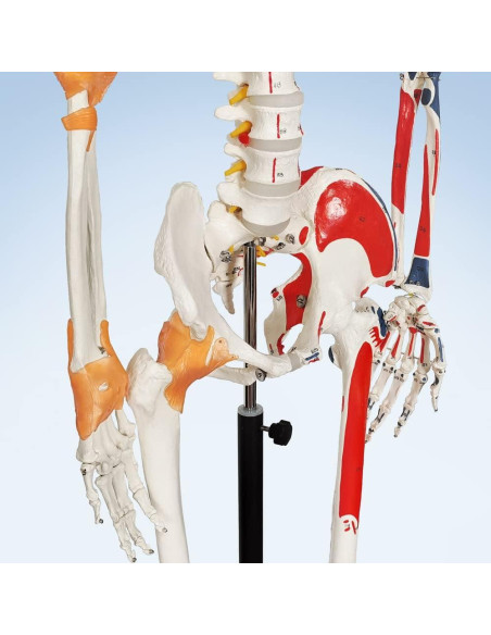 Modelo de Esqueleto Humano 2025 NUEVO HORIZONTE 180 cm