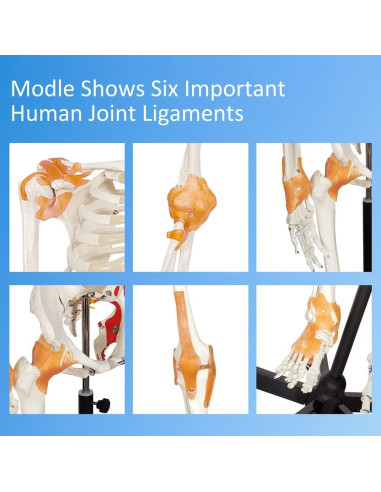 Modelo de Esqueleto Humano 2025 NUEVO HORIZONTE 180 cm