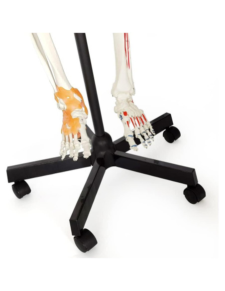 Modelo de Esqueleto Humano 2025 NUEVO HORIZONTE 180 cm