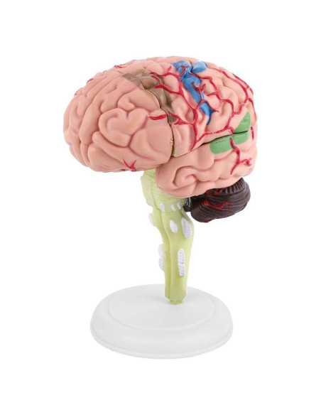 Modelo Anatómico de Cerebro Humano Fafeicy 10x8x6cm