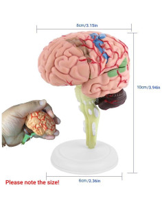 Modelo Anatómico de Cerebro Humano Fafeicy 10x8x6cm 2