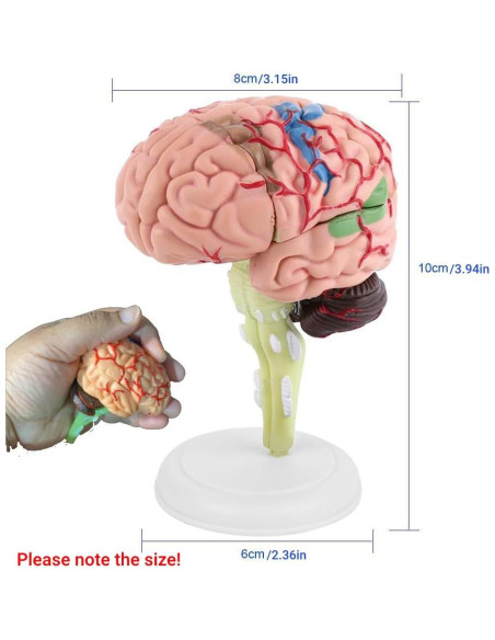 Modelo Anatómico de Cerebro Humano Fafeicy 10x8x6cm