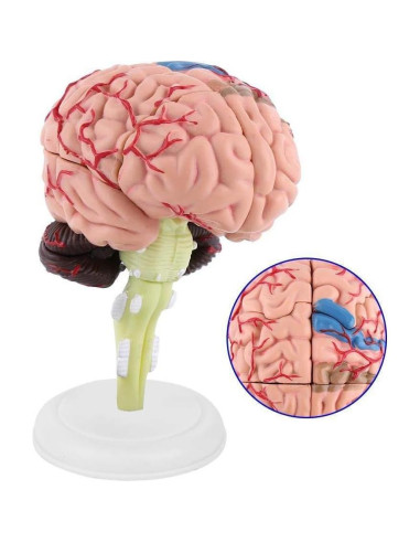 Modelo Anatómico de Cerebro Humano Fafeicy 10x8x6cm