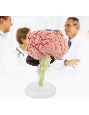 Modelo Anatómico de Cerebro Humano Fafeicy 10x8x6cm